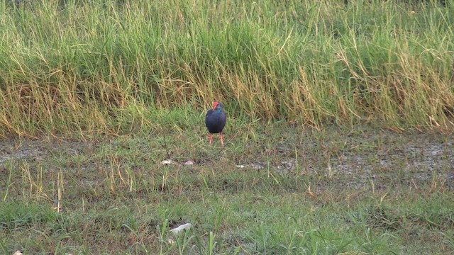 African Swamphen - ML645997527