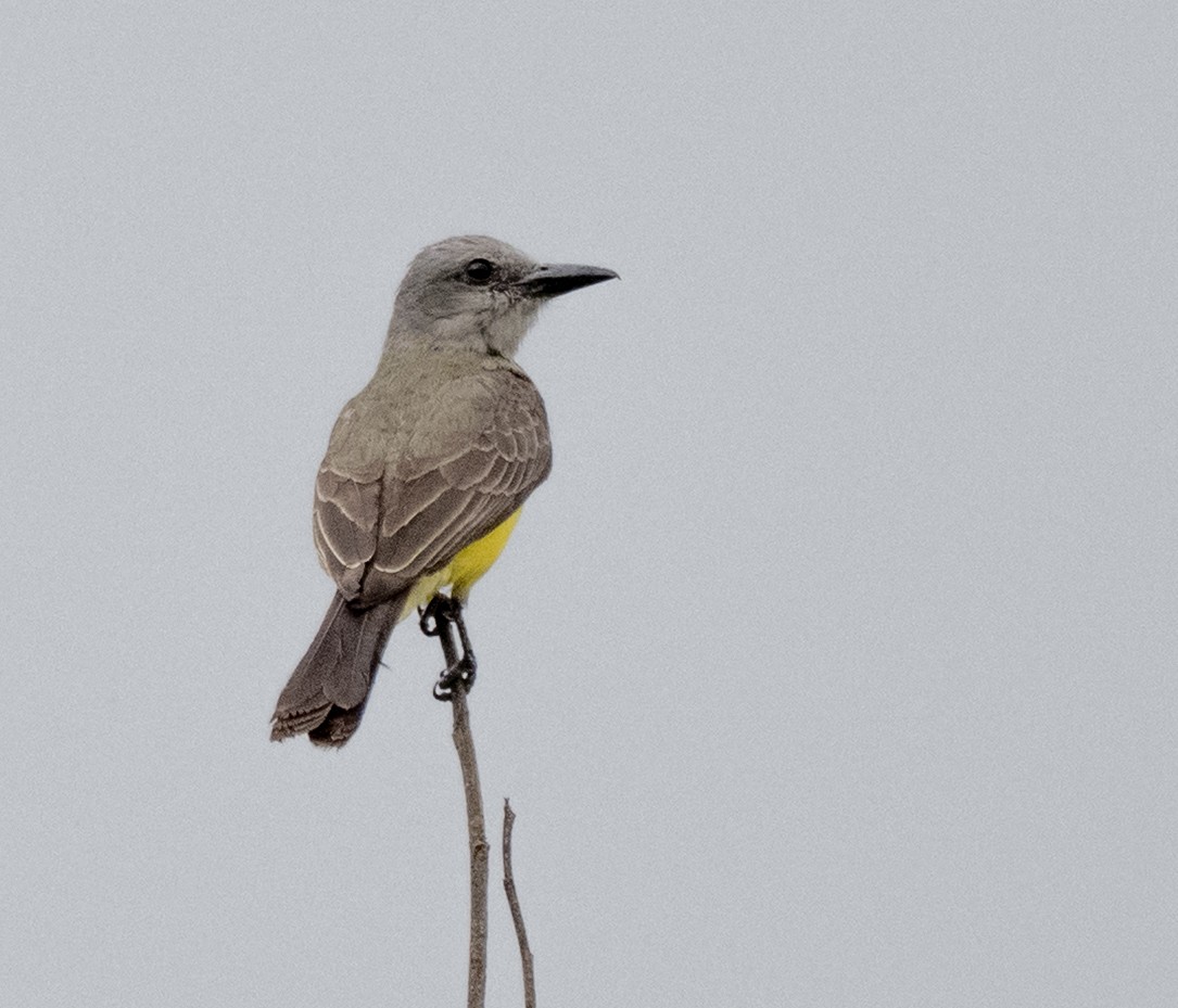 Tropical Kingbird - ML645997528