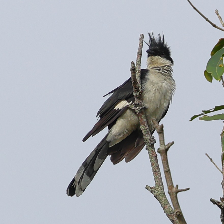 Pied Cuckoo - ML645997529
