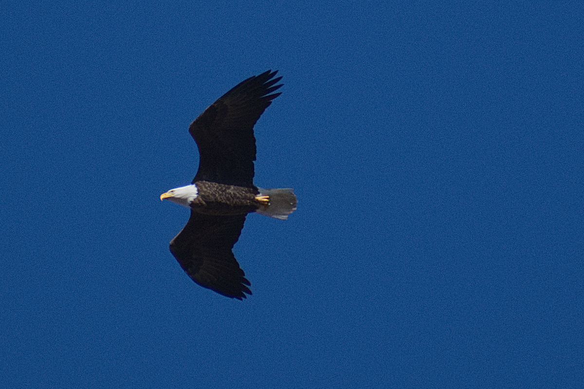 Bald Eagle - ML645997530