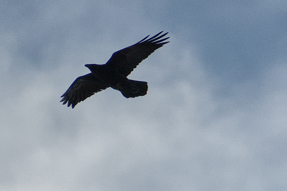 Common Raven - ML645997531