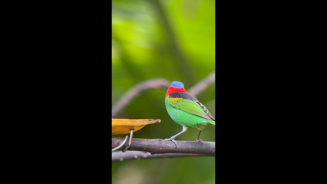 Red-necked Tanager - ML645997535