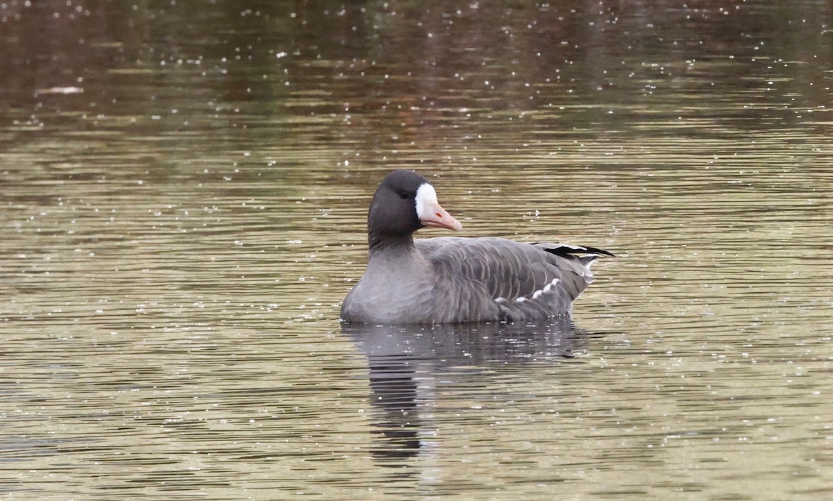 Greater White-fronted Goose - ML645997538