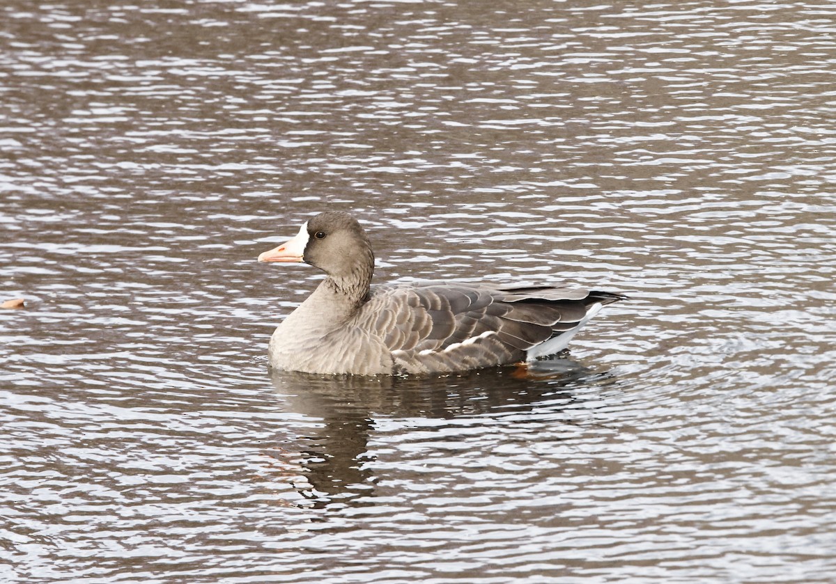 Greater White-fronted Goose - ML645997539