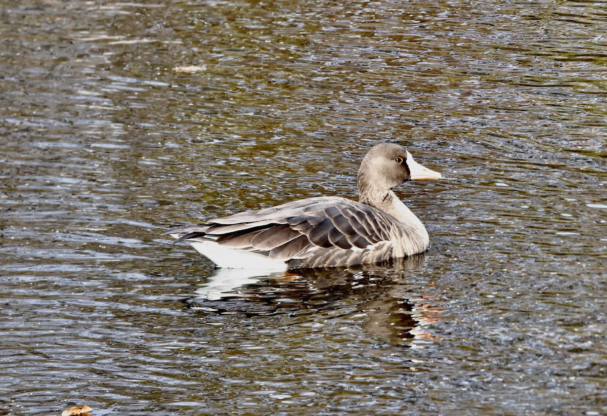 Greater White-fronted Goose - ML645997540