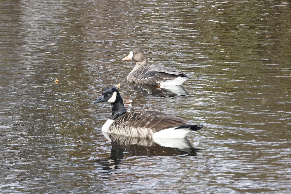 Greater White-fronted Goose - ML645997541
