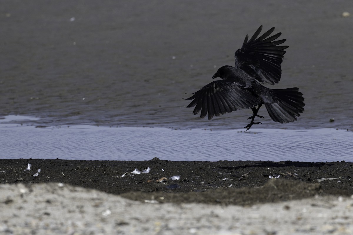 American Crow - ML645997542