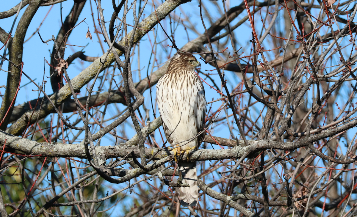 Cooper's Hawk - ML645997543
