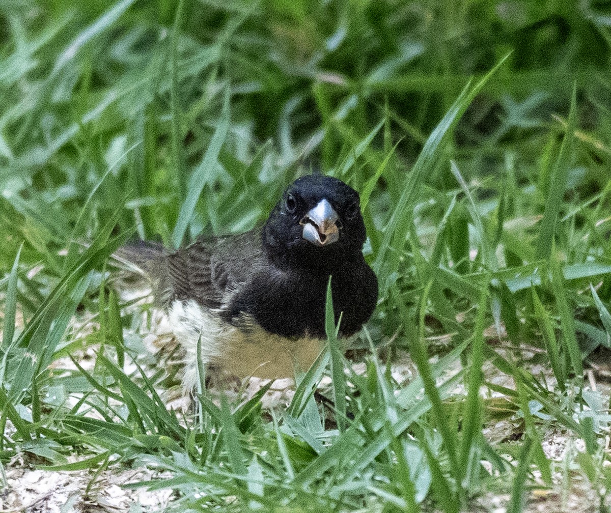 Yellow-bellied Seedeater - ML645997544