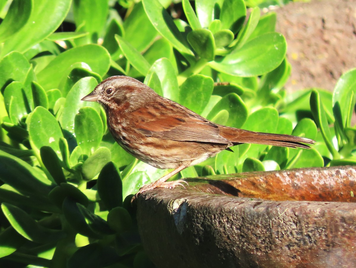 Chingolo Cantor (grupo rufina) - ML645997546