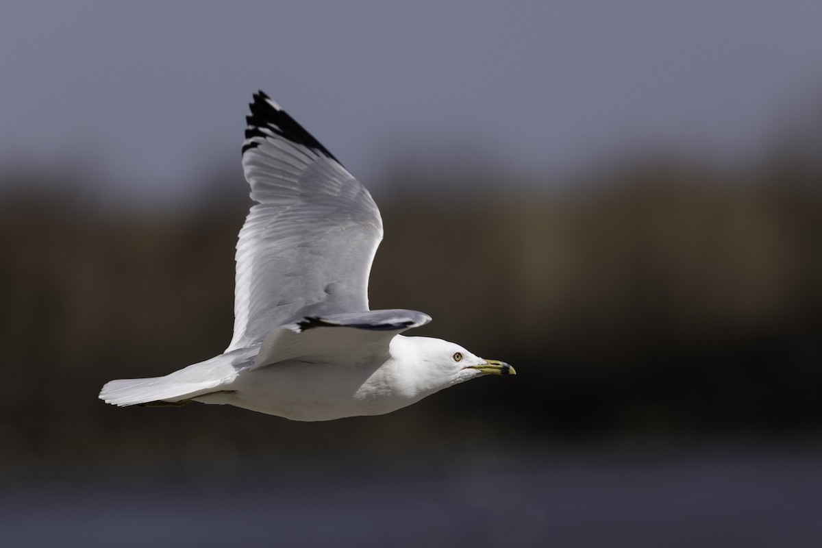 クロワカモメ - ML645997551