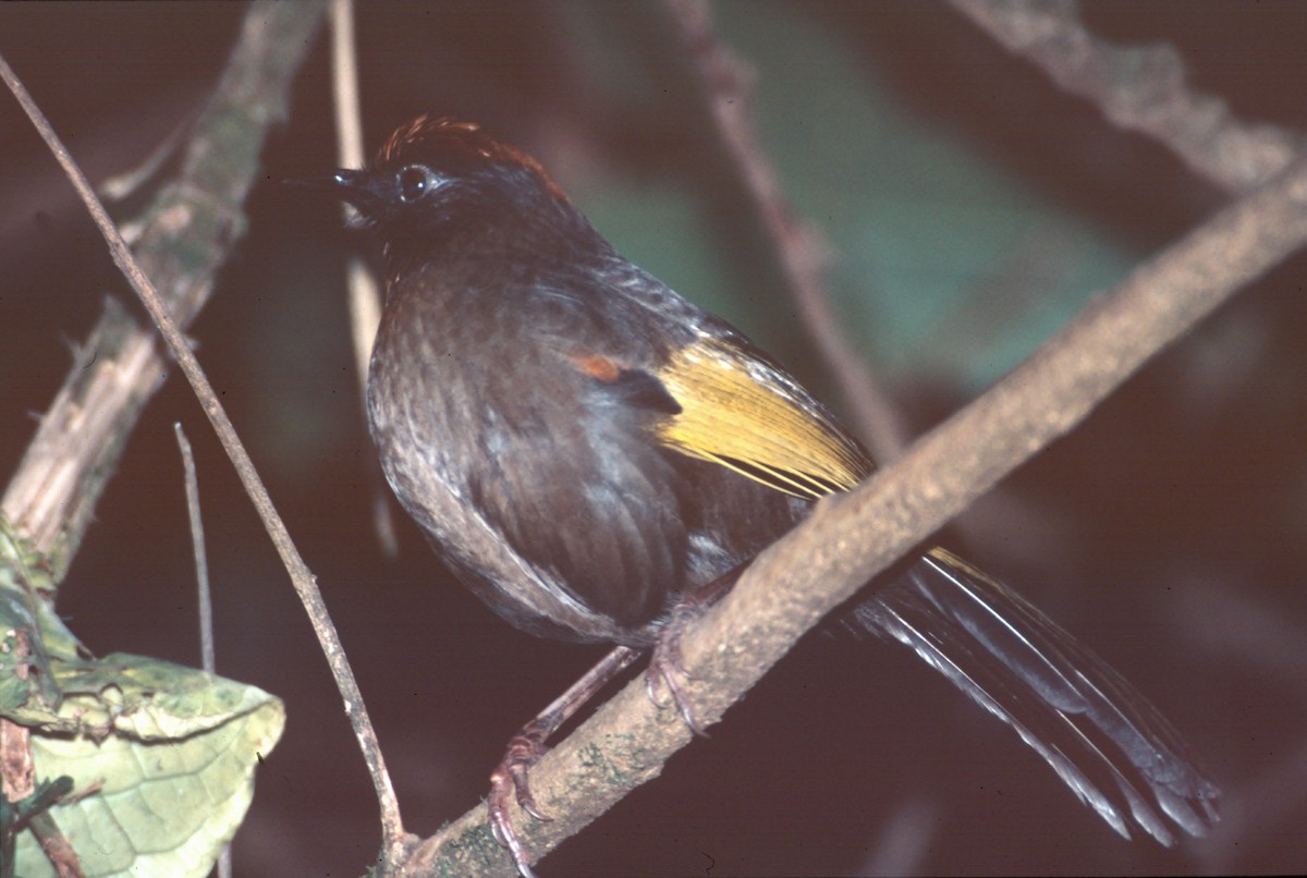 Gümüş Kulaklı Gevezeardıç - ML645997553