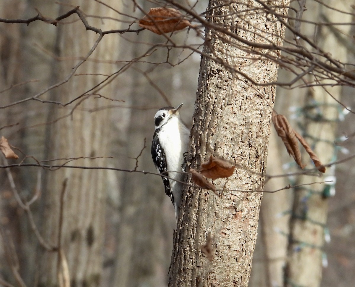 Hairy Woodpecker - ML645997560