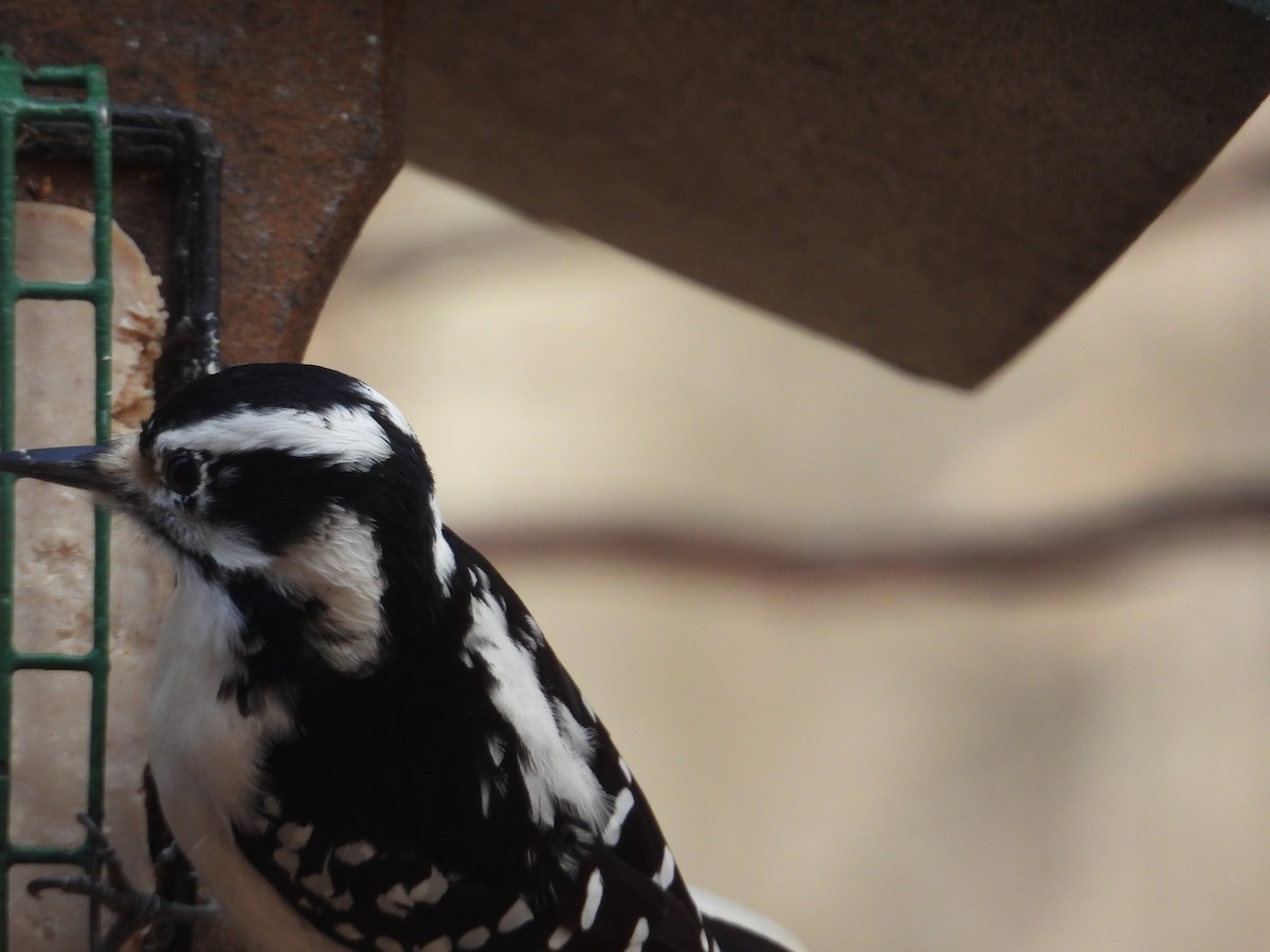 Hairy Woodpecker - ML645997561