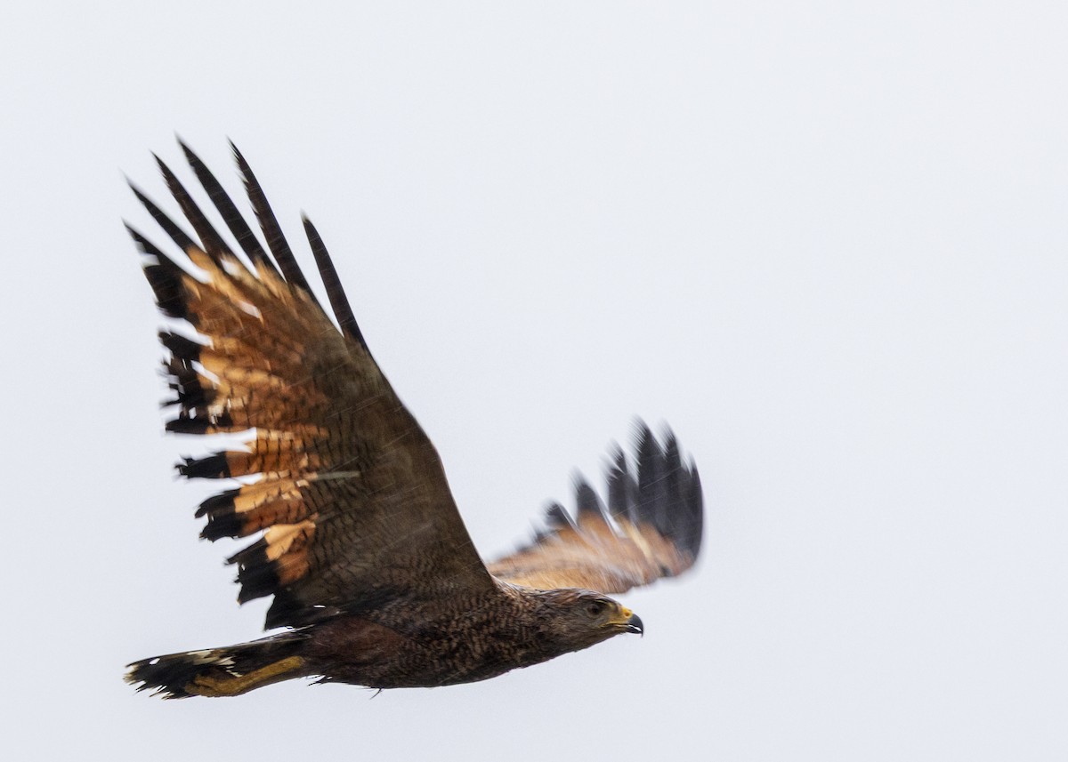 Саванный крабоед - ML645997570