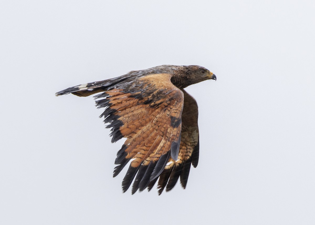 Саванный крабоед - ML645997571