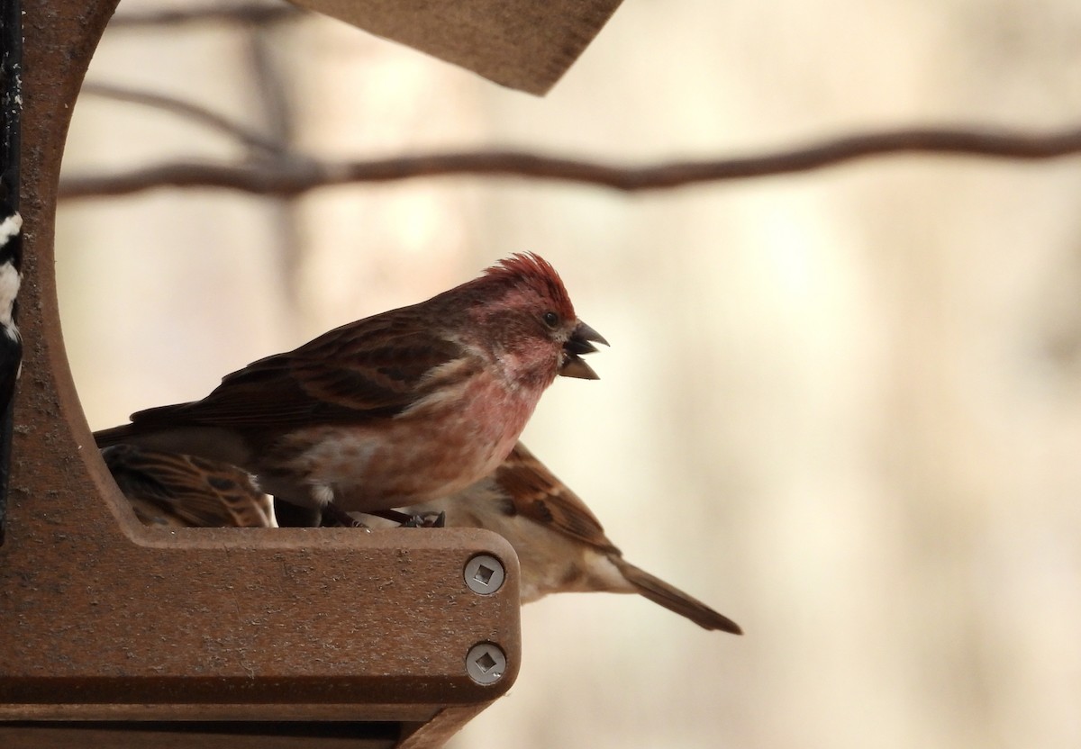 ムラサキマシコ - ML645997573