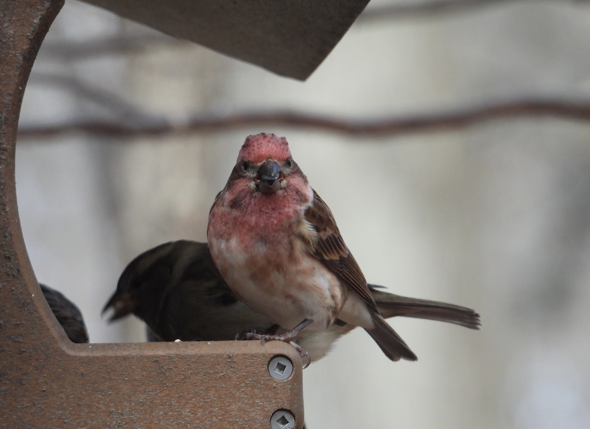 ムラサキマシコ - ML645997574