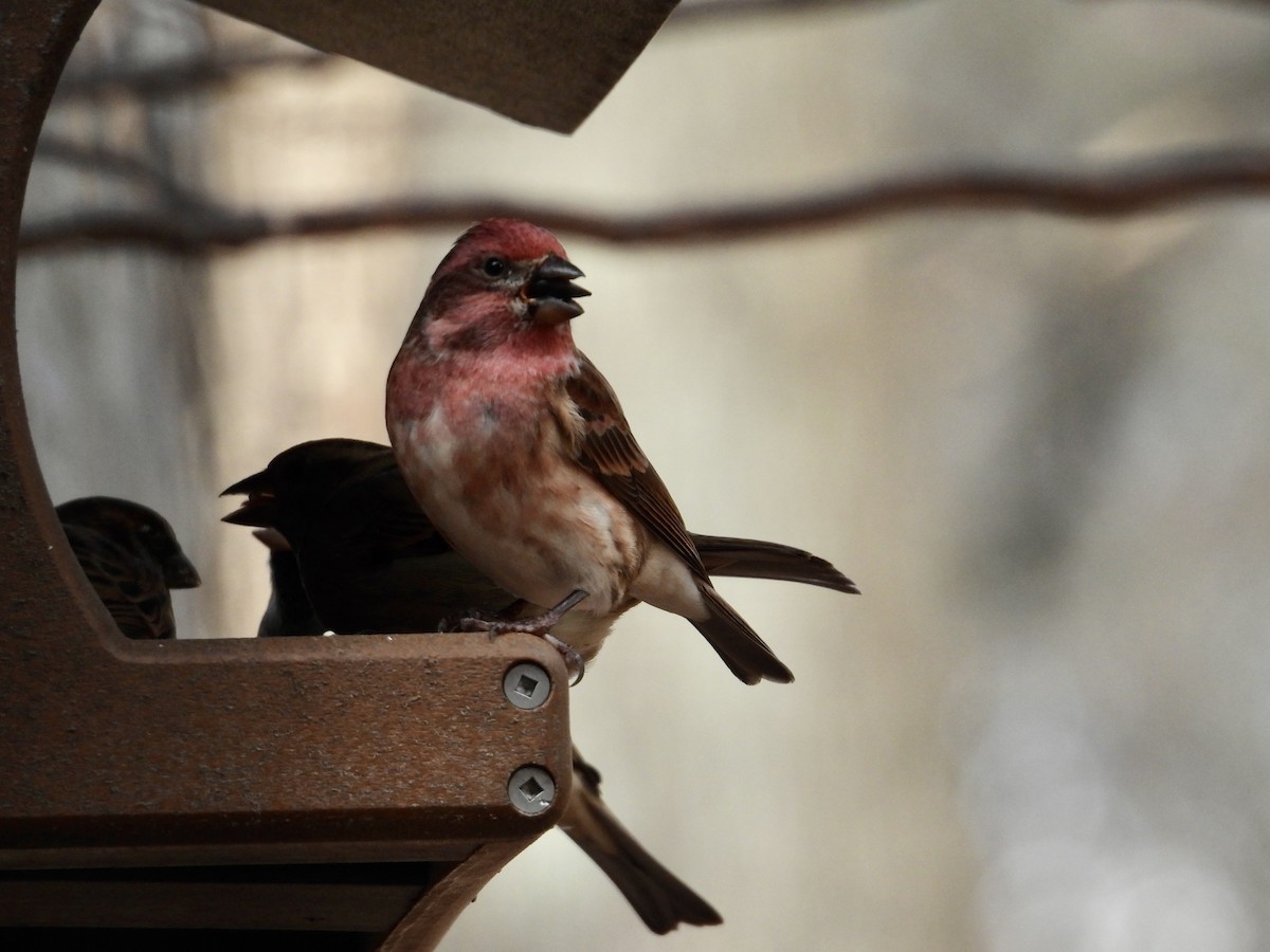 ムラサキマシコ - ML645997575