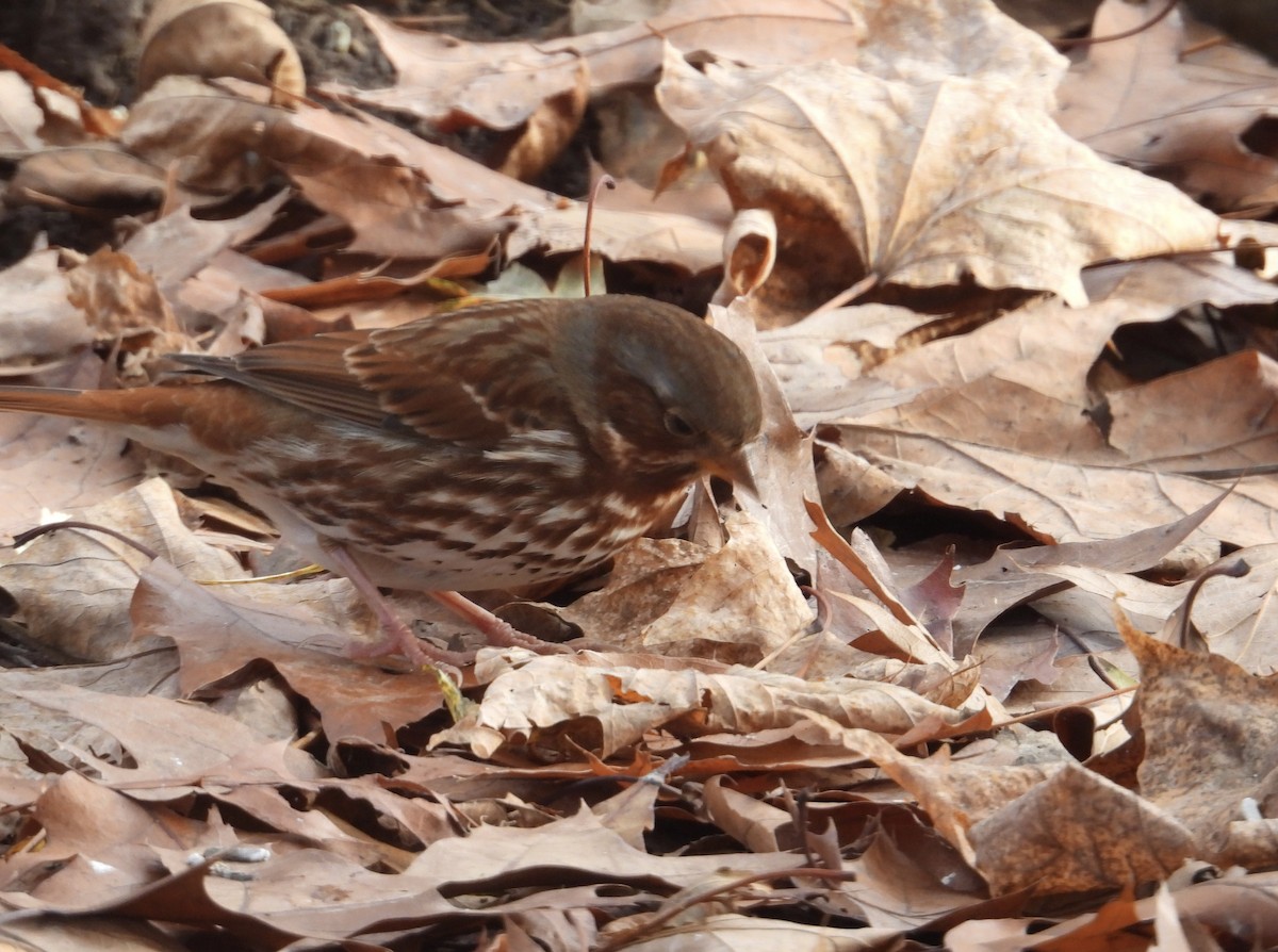 strnadec kaštanový - ML645997583