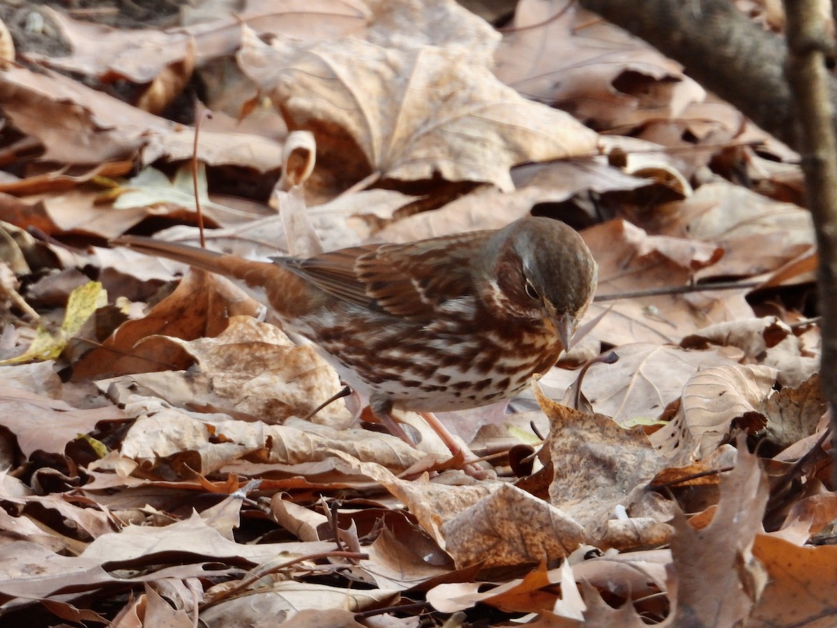 strnadec kaštanový - ML645997584