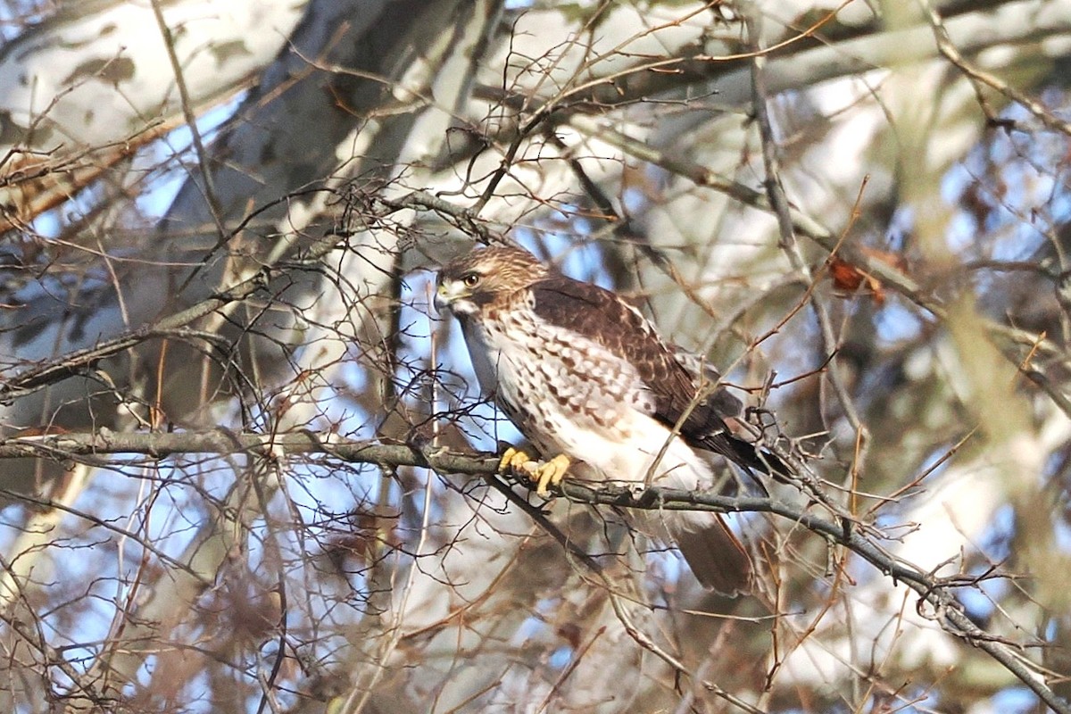 Red-tailed Hawk - ML645997589