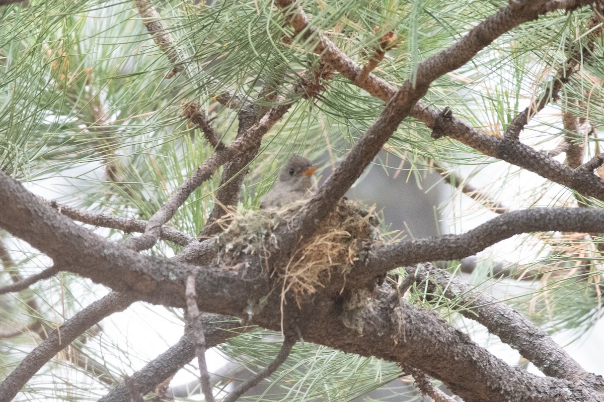 Піві великий - ML645997590