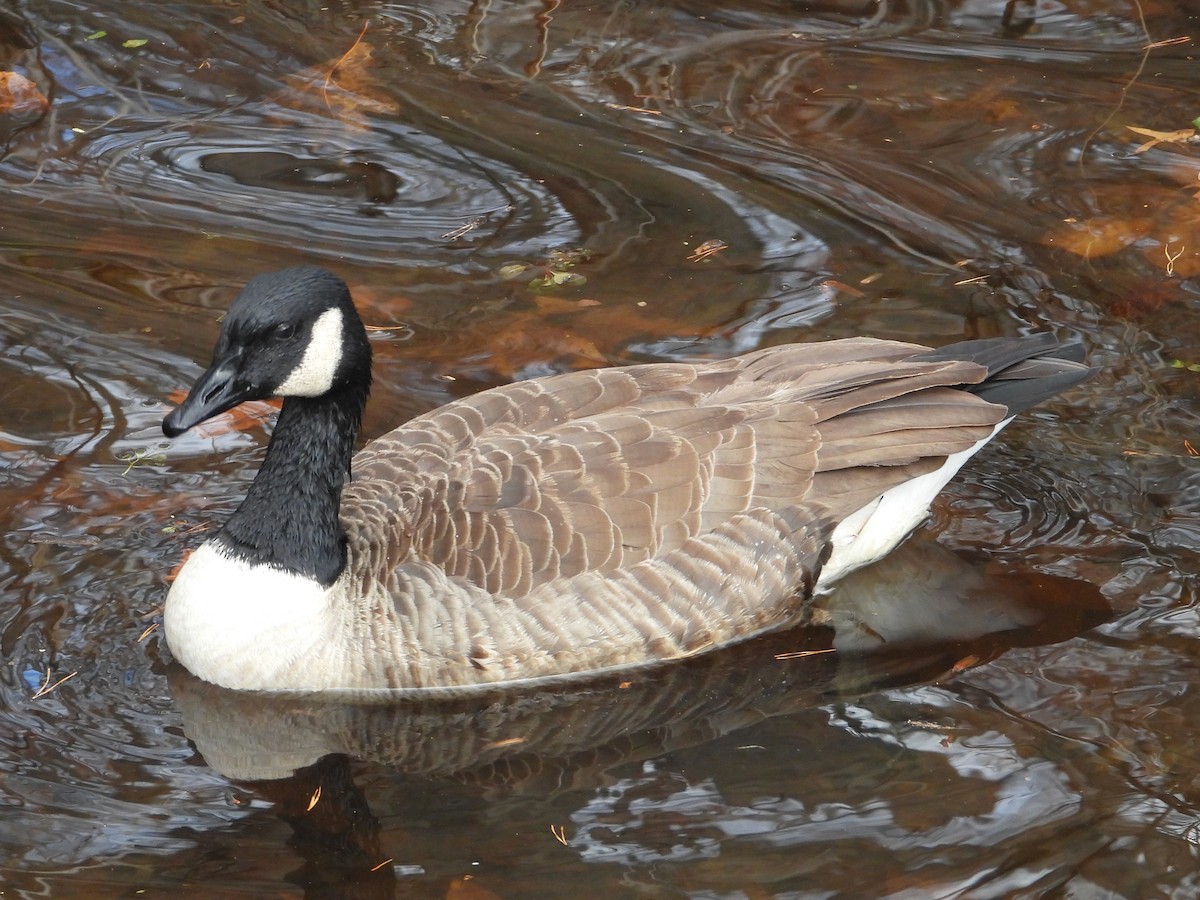 Canada Goose - ML645997607