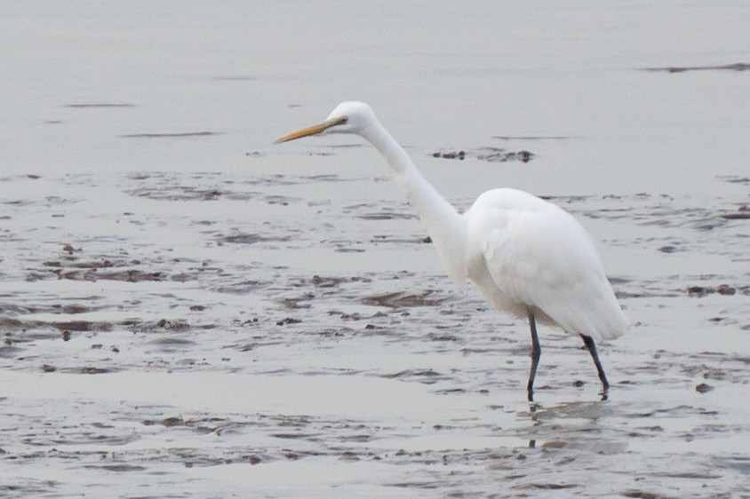 Medium Egret - ML645997608