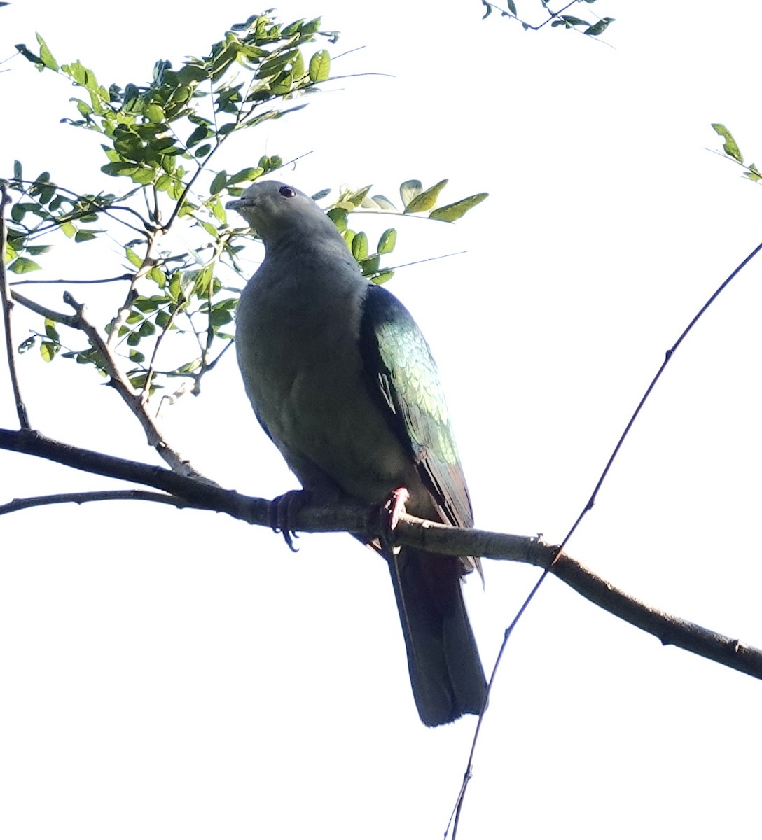 Бронзовый плодовый голубь - ML645997614