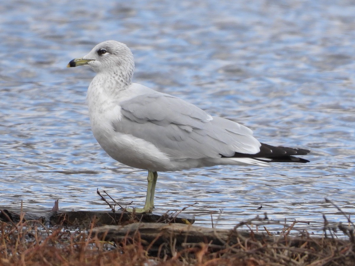 Ring-billed Gull - ML645997616