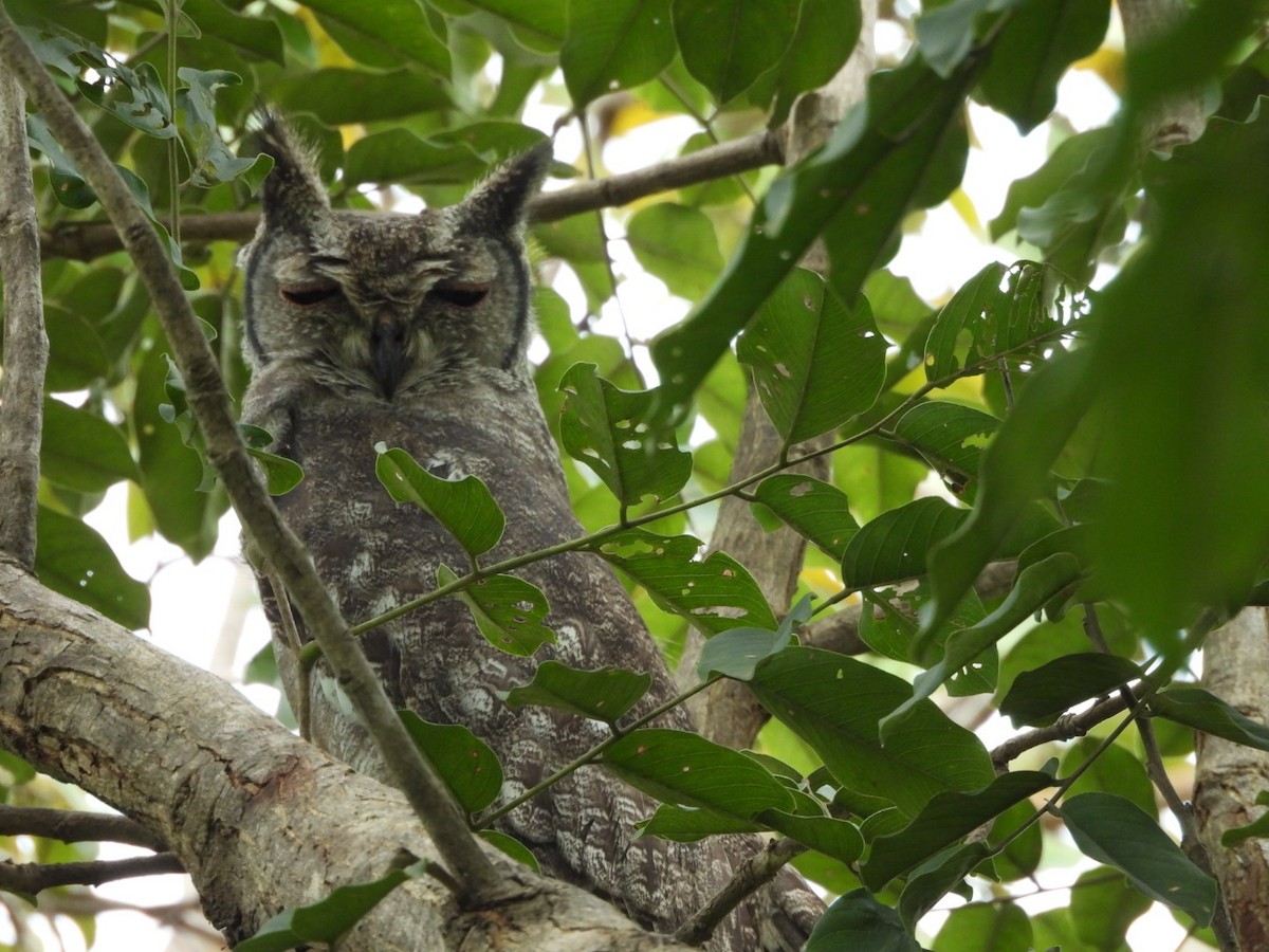 Grayish Eagle-Owl - ML645997619