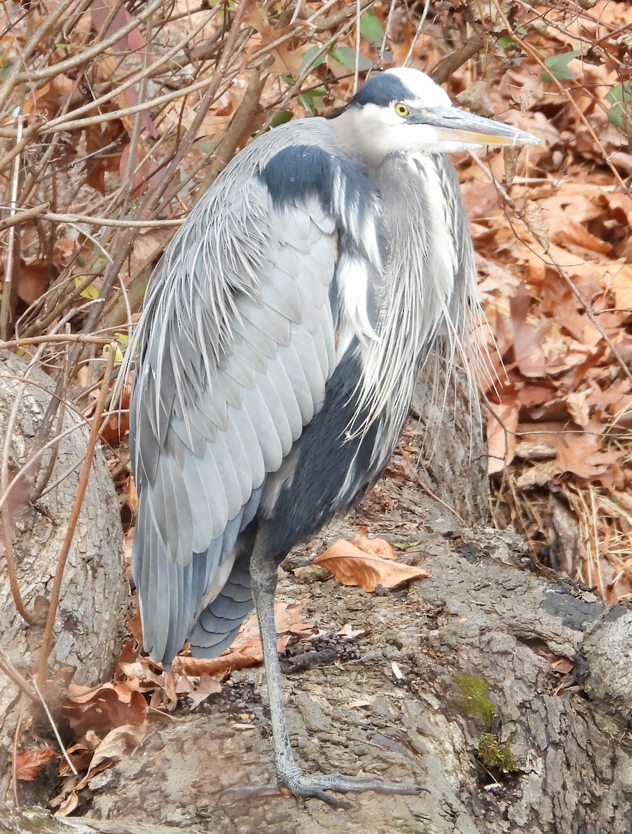 Great Blue Heron - ML645997620