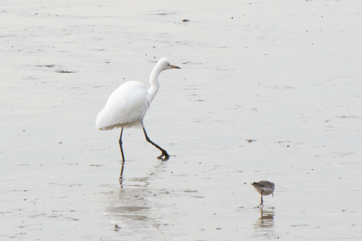 Medium Egret - ML645997622