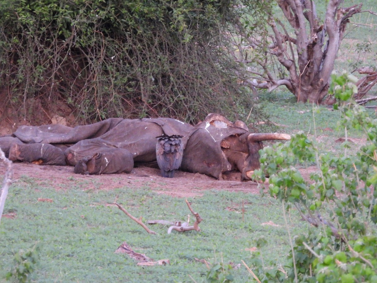 Ak Sırtlı Akbaba - ML645997626