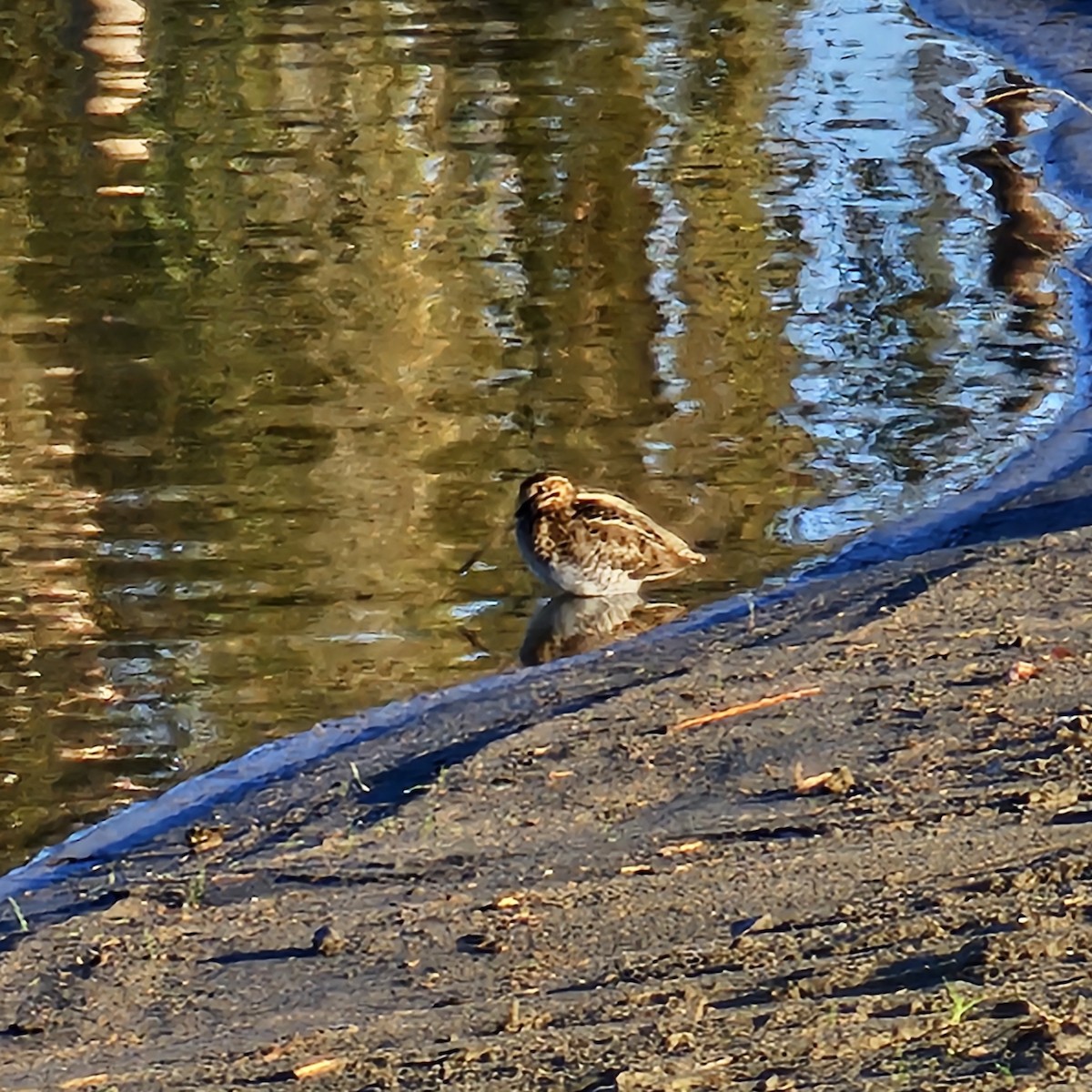 Wilson's Snipe - ML645997627