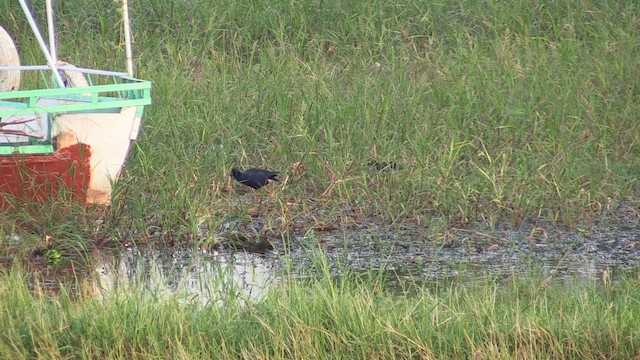 African Swamphen - ML645997628