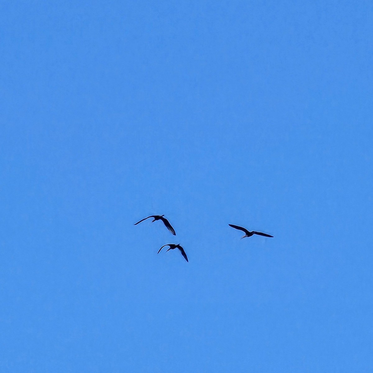 White-faced Ibis - ML645997633