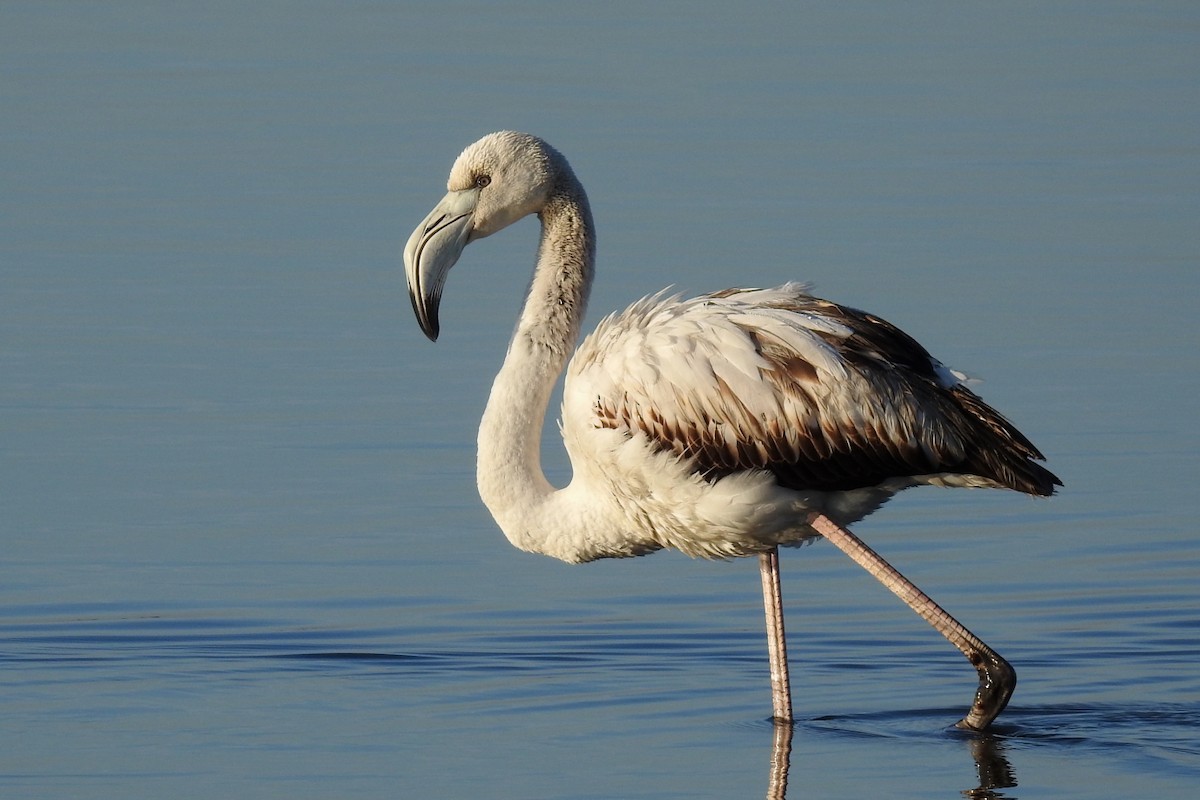 大紅鸛 - ML645997644