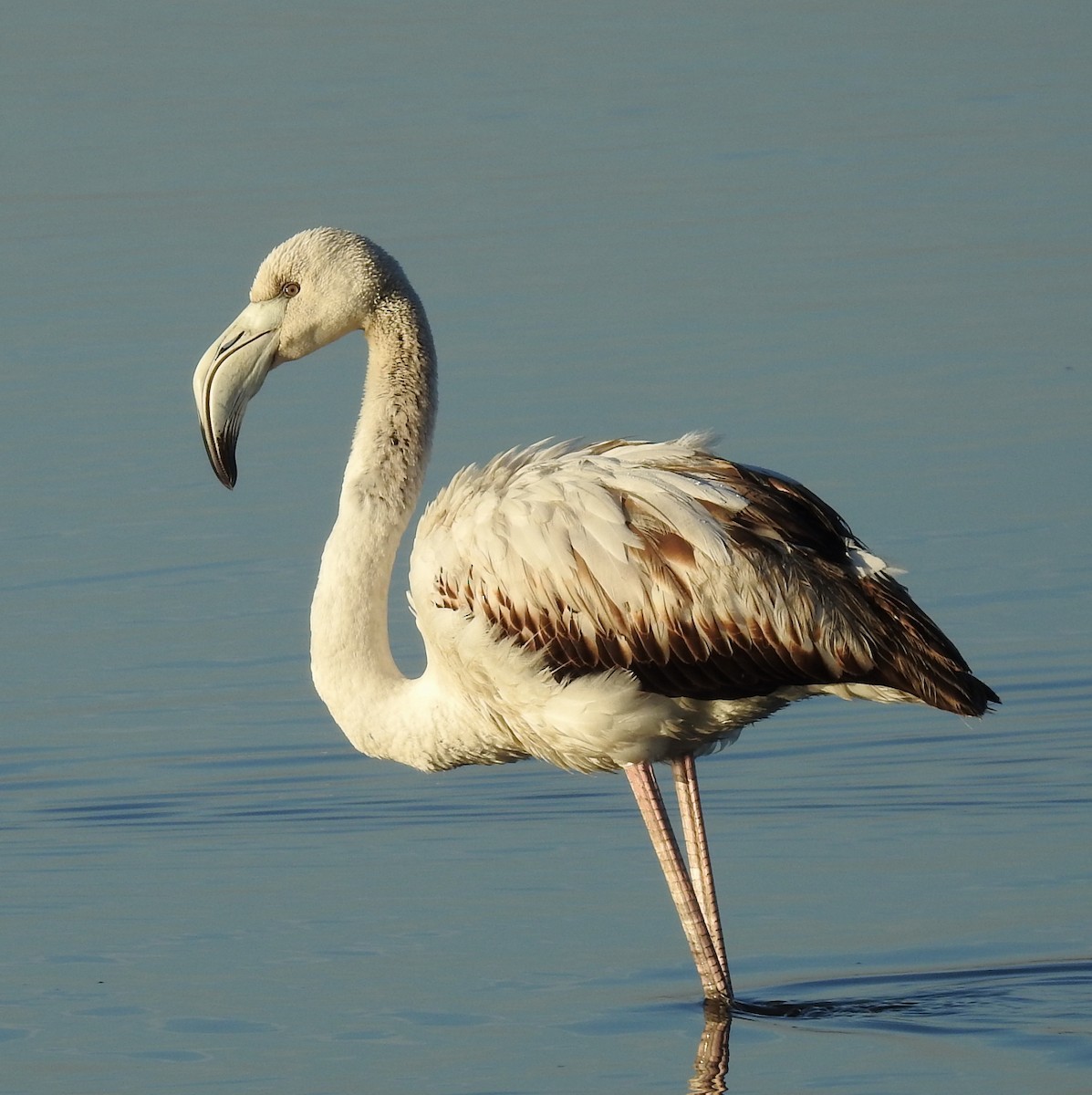 大紅鸛 - ML645997645