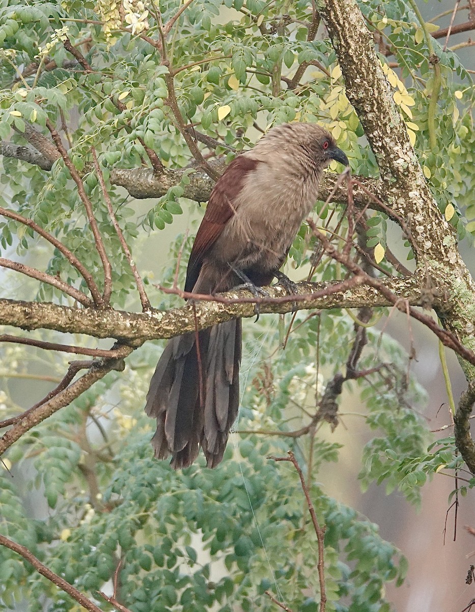 Andaman Coucal - ML645997646