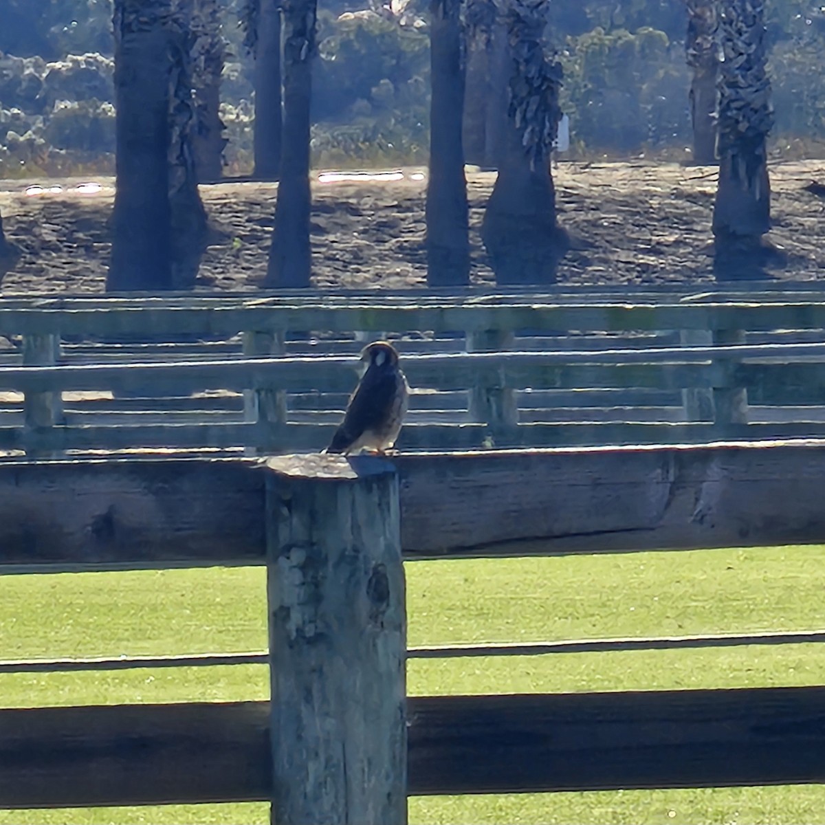 American Kestrel - ML645997649
