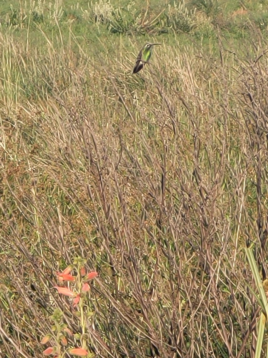 White-tailed Goldenthroat - ML645997652