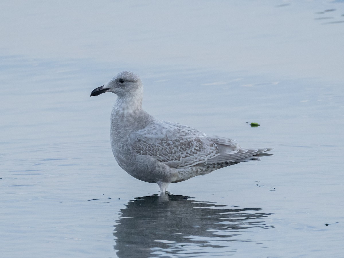 American Herring x Glaucous-winged Gull (hybrid) - ML645997655