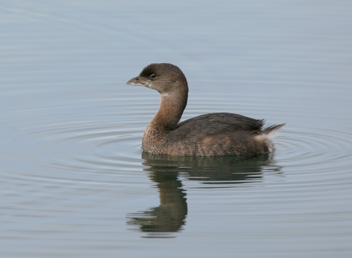 Pied-billed Grebe - ML645997656