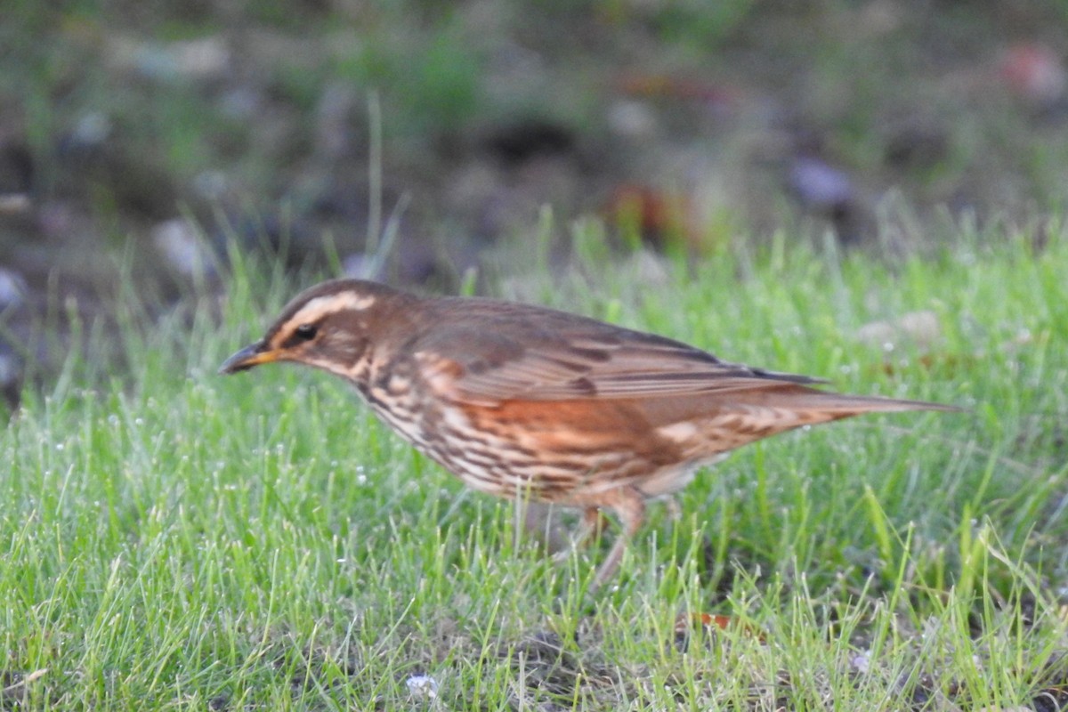 Redwing - ML645997657