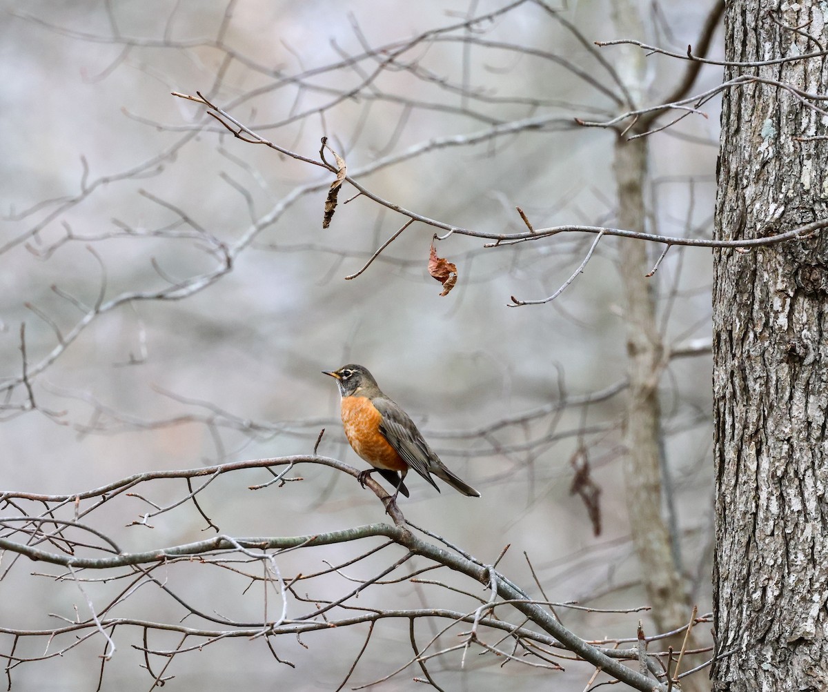 American Robin - ML645997658