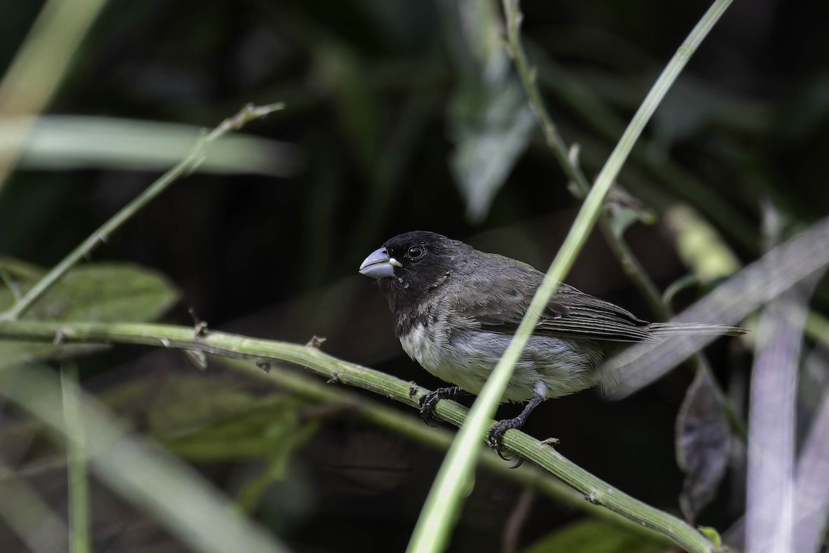 Yellow-bellied Seedeater - ML645997665