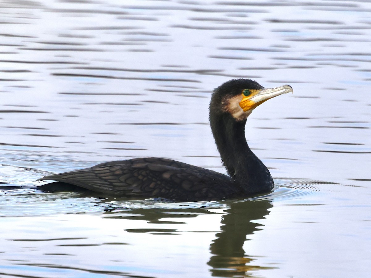 kormorán velký - ML645997669