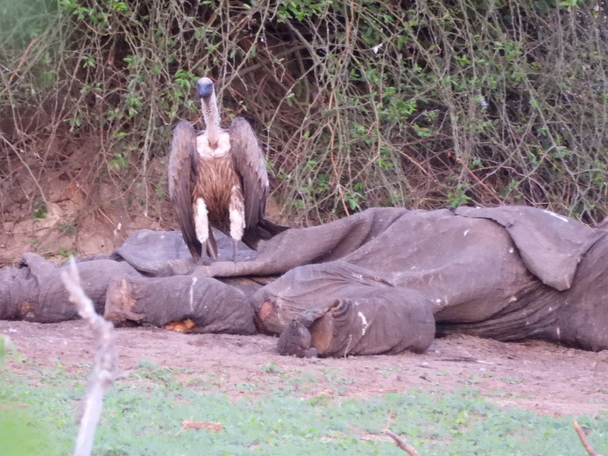 Ak Sırtlı Akbaba - ML645997671